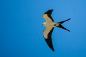 Swallow-tailed Kite (Elanoides forficatus)
